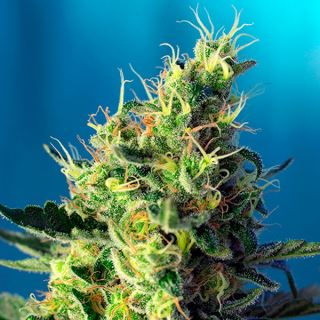 7129 - Sweet Pure CBD   5+2 u. fem. Sweet Seeds