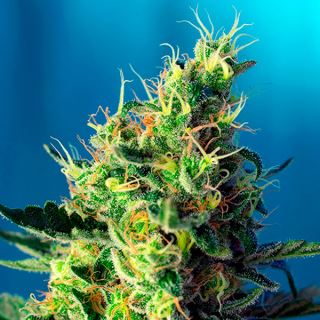 8805 - Sweet Pure CBD  25 u. fem. Granel Profesionales Sweet Seeds