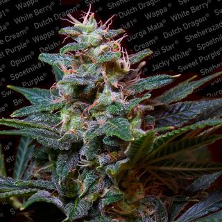 Sweet Purple  3 u. fem. Paradise Seeds