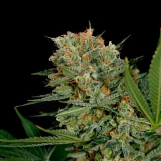 Sweet Russian  3 u. fem. Garden of Green Seeds