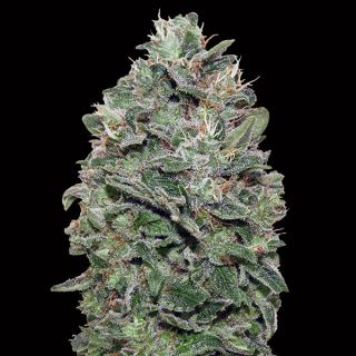 10737 - Sweet Somango   3 u. fem. 00 Seeds