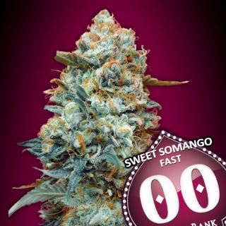 Sweet Somango Fast   3 u. fem. 00 Seeds