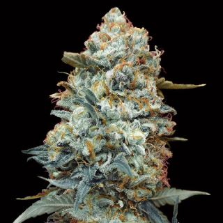 17382 - Sweet Somango Fast   3 u. fem. 00 Seeds