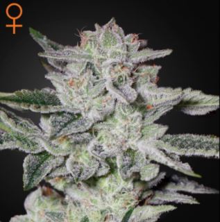 Sweet Valley Kush  1 u. fem. Green House