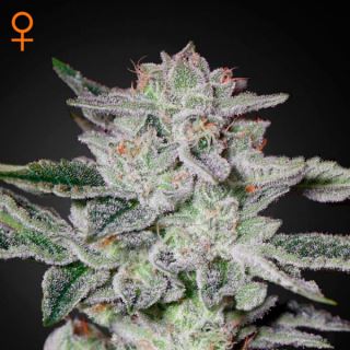 7516 - Sweet Valley Kush  5 u. fem. Green House