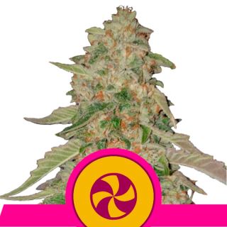 Sweet Zkittlez  1 u. fem. Royal Queen