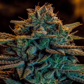 13798 - Sweet Zombie  1 u. fem. Expert Seeds