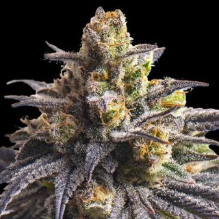 25224 - Sweetheart Triploid 100 u. fem Triploid Seeds