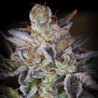 17346 - Sweetopia  3 u. fem. Paradise Seeds