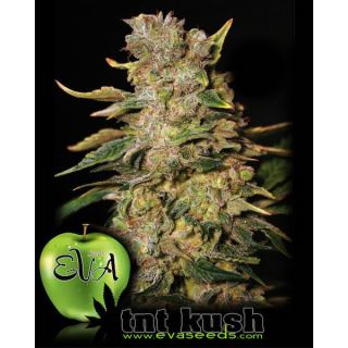 3794 - TNT Kush 3+1 u. fem. Eva Seeds