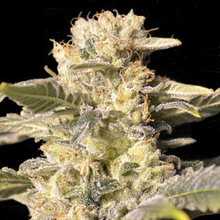 4502 - TNT Kush CBD  3+1 u. fem. Eva Seeds