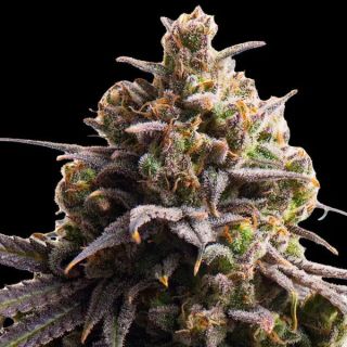 25226 - Tahitian Tingle Triploid  10 u. fem Triploid Seeds