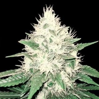 26328 - Tahoe Bilbo  1 u. fem. Genehtik