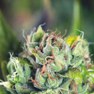 10776 - Tahoe Cure  3 u. fem. Pyramid Seeds