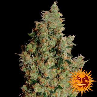 Tangerine Dream  1 u. fem Barney's