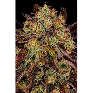 15016 - Tangerine Sorbet  3 u. fem. Paradise Seeds