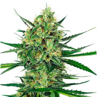 18504 - Tangerine Sugar 10 u. fem. Sensi Seeds