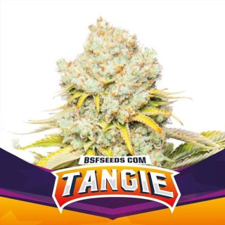 25532 - Tangie  2 u. fem BSF Seeds