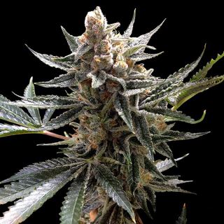 4608 - Tangie 12 u. reg. CFF DNA Genetics