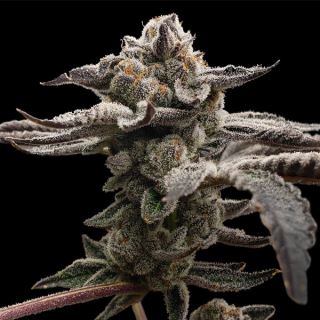 Tangie Candie 3 ud. fem Elev8 Seeds