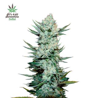 Tangie Matic Auto  1 u. fem. FastBuds Seeds