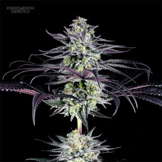 Tangoz  10 u. fem Phenomenom Genetics