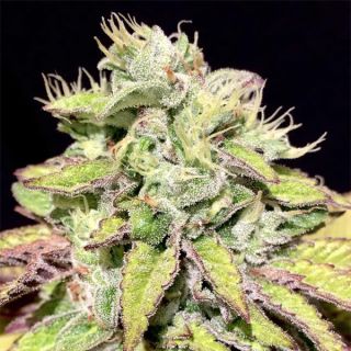 25240 - Tarta Helada 6 u. fem Mamiko Seeds