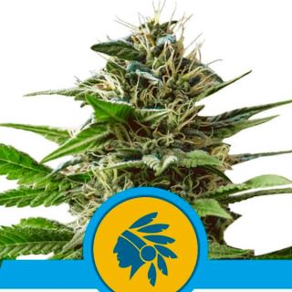 Tatanka Pure CBD 10 u. fem. Royal Queen