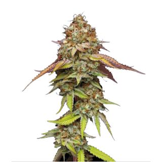 20880 - Terp & Tonic fem. 25 u. Seedstockers Superior