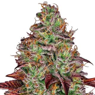 Tezla OG  3 u. fem. Sensi Seeds Research
