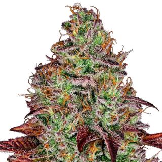 18508 - Tezla OG 10 u. fem. Sensi Seeds Research