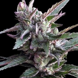 15320 - Thai Chi  5 u. fem. Ace Seeds