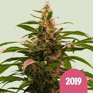 27487 - The 2019 - 10 u. fem. Royal Queen