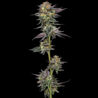 24970 - The Bling 3 u. fem Humbold Seeds Company