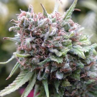 TC15 - The Cure (AF/SK x HZ (AC)) 15 u. reg. Mr. Nice Ed. Limitada