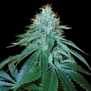 25825 - The OG #18 -  3 u. fem. DNA Genetics