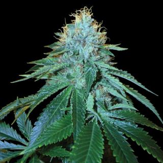 21348 - The OG #18 -  5 u. fem. DNA Genetics