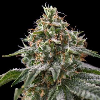 25512 - The Rascal Triploid   5 u. fem Triploid Seeds