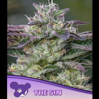 The Sin  3 u. fem Anesia