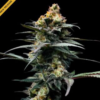 25826 - The Stinking Rose  3 u. fem. DNA Genetics