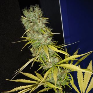 TST15 - The Stones (MK/SK x HZ (AC)) 15 u. reg. Mr. Nice Ed. Limitada