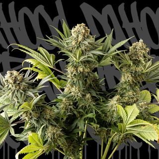 17289 - The Whale 1 u. fem. DaHood Urban Seeds