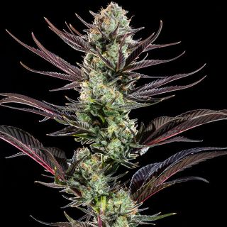 Thin Mint Frosting   5 u. fem. Barney's