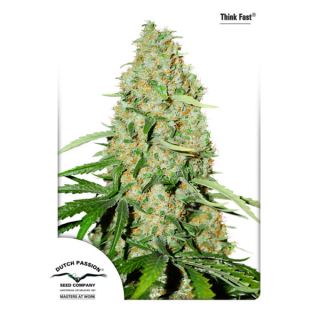 D5243 - Think Fast 10 u. fem. Dutch Passion