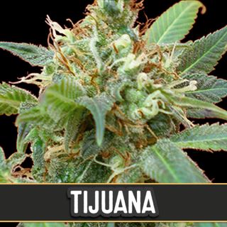 Tijuana 3 u. fem. Blimburn Seeds