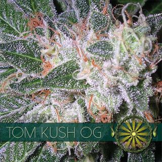 Tom Cush OG 3 u. fem. Vision Seeds