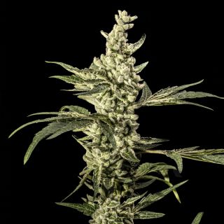 27787 - Tormenta Tropical  5 u. fem World Breeders