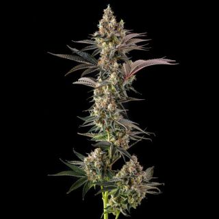 27218 - Tostones : Private Banana x Black Amber  - 7 u. Fem Compound Genetics