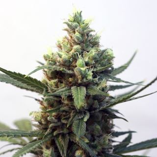 RTOX1 - Toxic 1 u. fem. Ripper Seeds