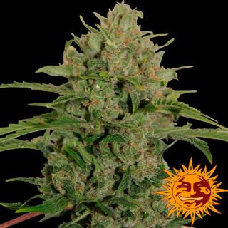 TCH5B - Triple Cheese  5 u. fem. Barney´s